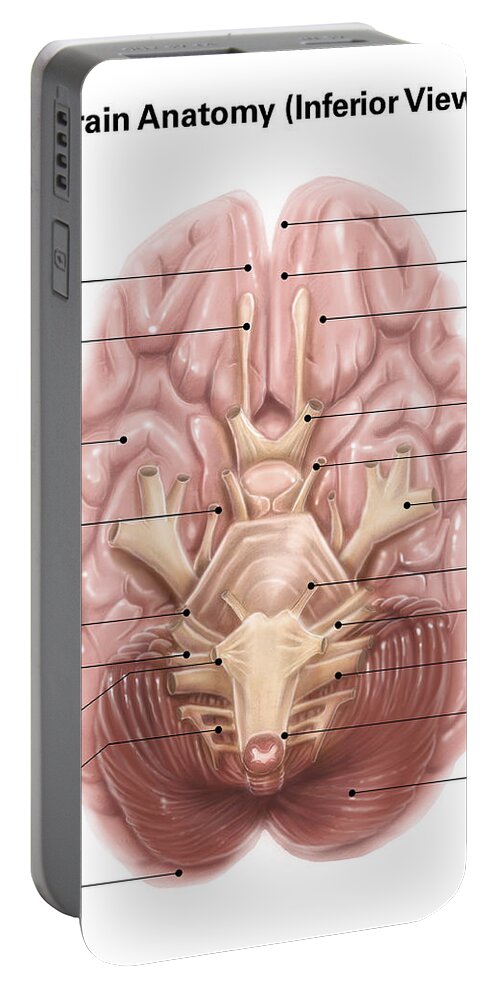 Anatomy Of Human Brain Inferior View Portable Battery Charger