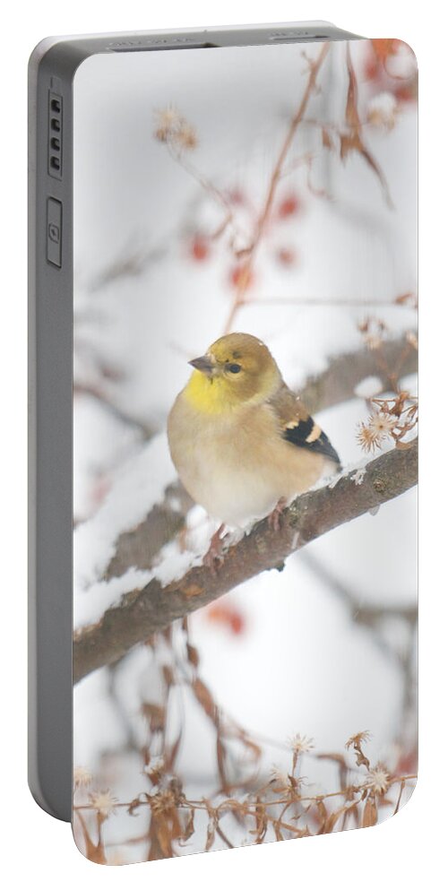 Bird Portable Battery Charger featuring the photograph And Now What by Kristin Hatt