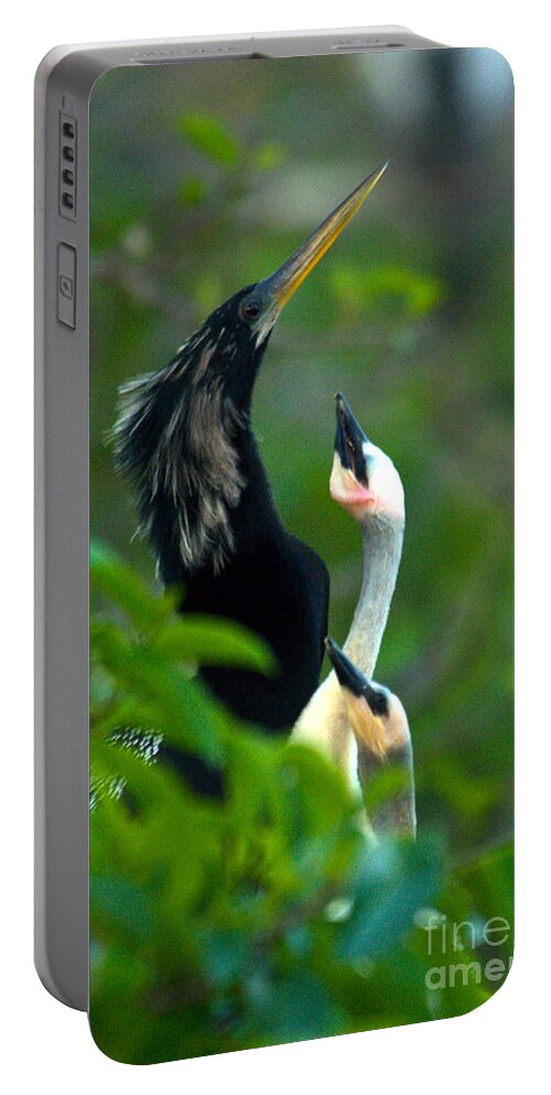 Animal Portable Battery Charger featuring the photograph Anhinga Adult With Chicks by Mark Newman