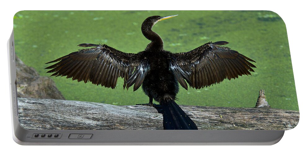 Anhinga Portable Battery Charger featuring the photograph Anhinga by Mark Newman