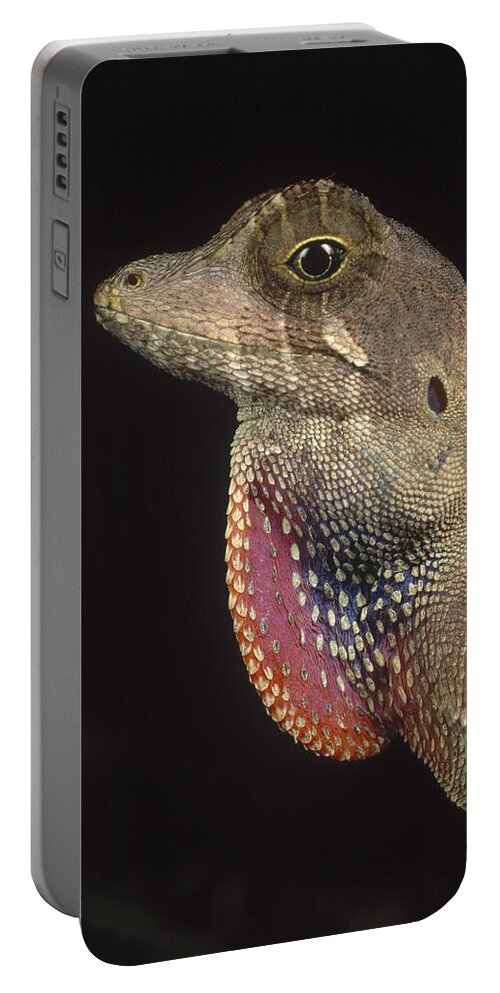 Feb0514 Portable Battery Charger featuring the photograph Anolis Lizard Portrait Peru by Mark Moffett