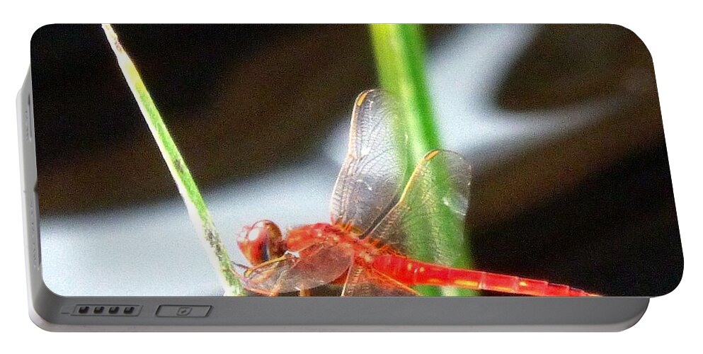Red Dragonfly Portable Battery Charger featuring the photograph Another Predatory Redhead by Barbie Corbett-Newmin