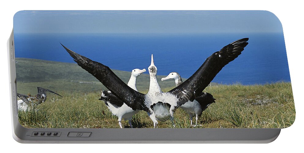Feb0514 Portable Battery Charger featuring the photograph Antipodean Albatross Courtship Display by Tui De Roy
