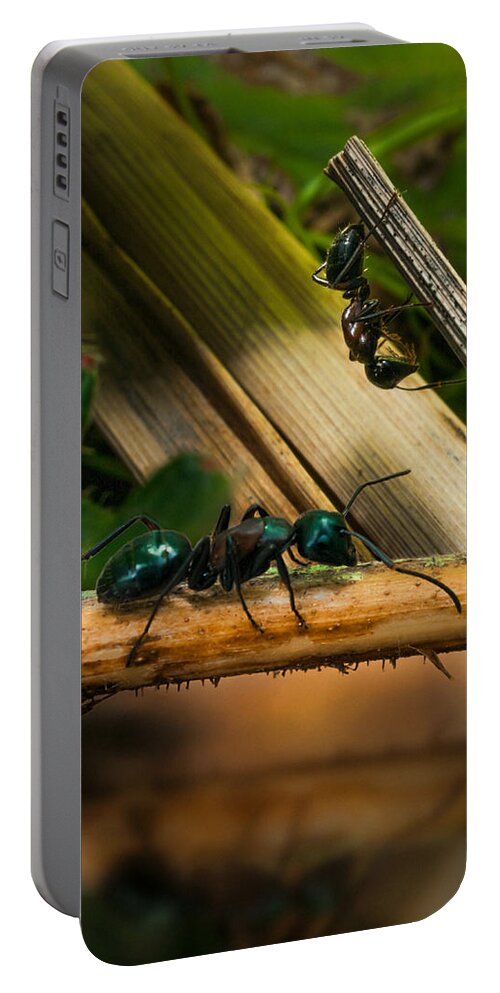 Ant Portable Battery Charger featuring the photograph Ants Adventure 2 by Bob Orsillo
