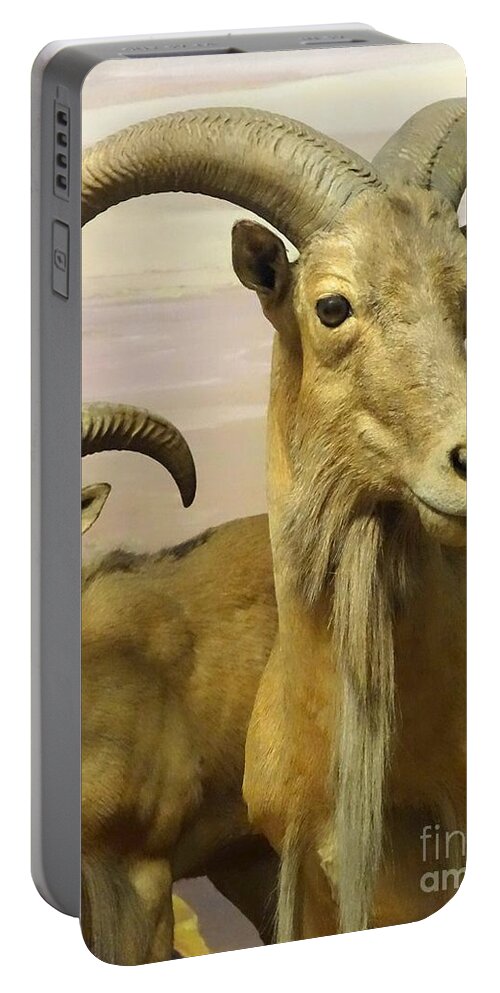 Aoudad Portable Battery Charger featuring the photograph Aoudad by Cindy Manero