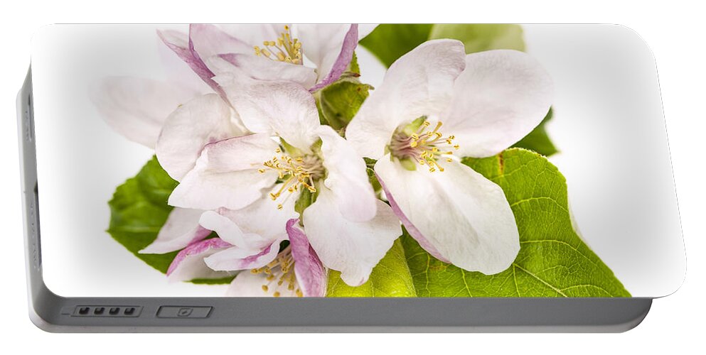 Apple Blossoms Portable Battery Charger featuring the photograph Apple blossom by Elena Elisseeva