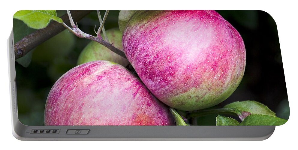 Apples Portable Battery Charger featuring the photograph 2 Apples on Tree by Steven Ralser