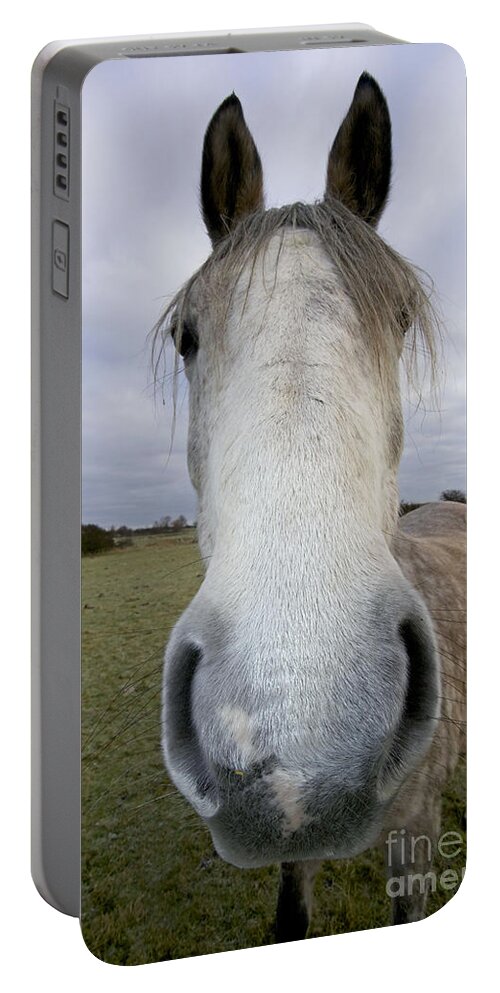 Arab Horse Portable Battery Charger featuring the photograph Arab Horse by John Cancalosi