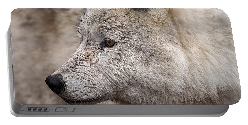 Wolf Portable Battery Charger featuring the photograph Arctic Wolf by Eunice Gibb