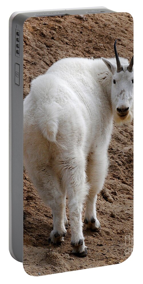 Wildlife Portable Battery Charger featuring the photograph Are You Following Me by Vivian Christopher