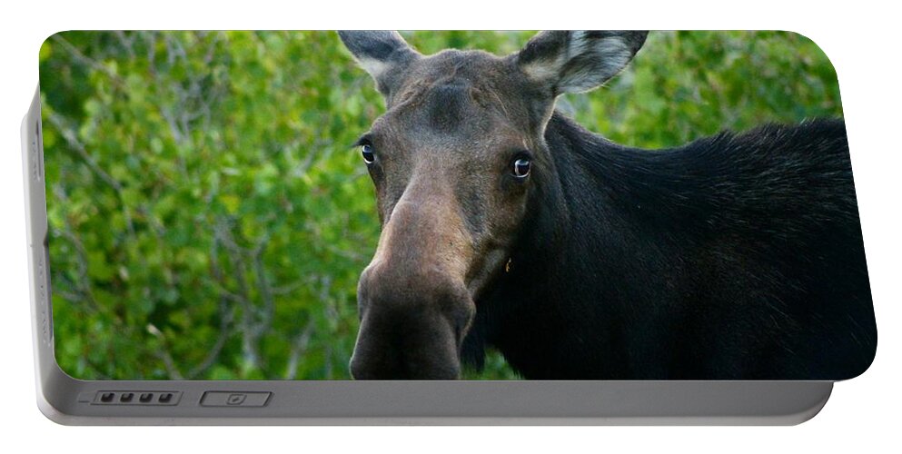 Moose Portable Battery Charger featuring the photograph Are you looking at me by Catie Canetti