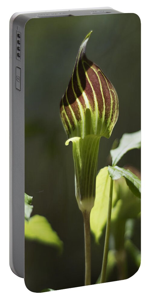 Arisaema Triphyllum Portable Battery Charger featuring the photograph Arisaema triphyllum Jack-in-the-Pulpit by Rebecca Sherman