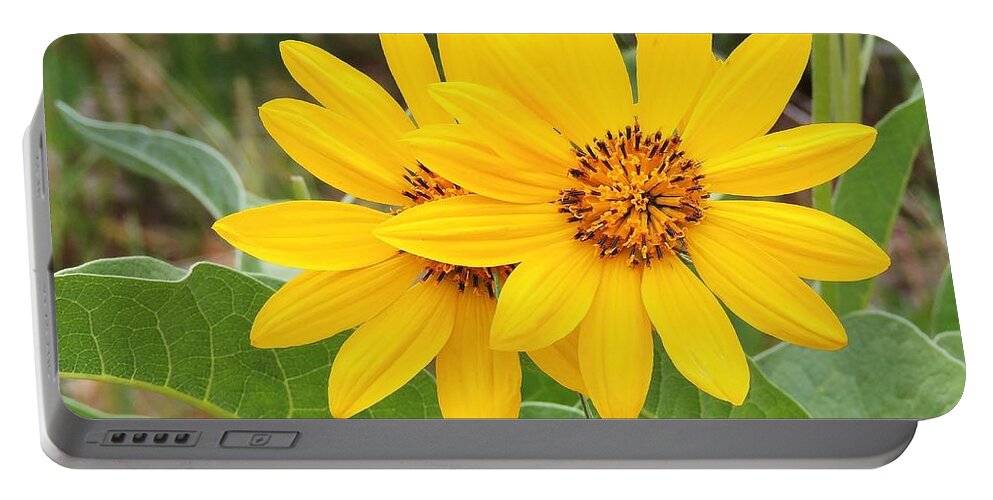 Arrowleaf Balsamroot Portable Battery Charger featuring the photograph Arrowleaf Balsamroot by Michele Penner