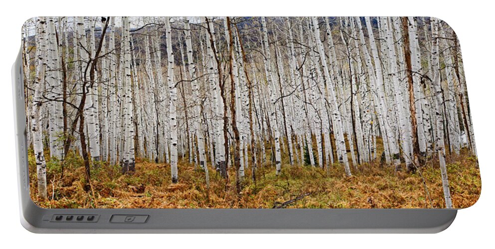 Colorado Photographs Portable Battery Charger featuring the photograph Aspen And Ferns by Gary Benson