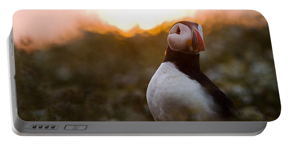 Sebastian Kennerknecht Portable Battery Charger featuring the photograph Atlantic Puffin At Sunrise Skomer by Sebastian Kennerknecht