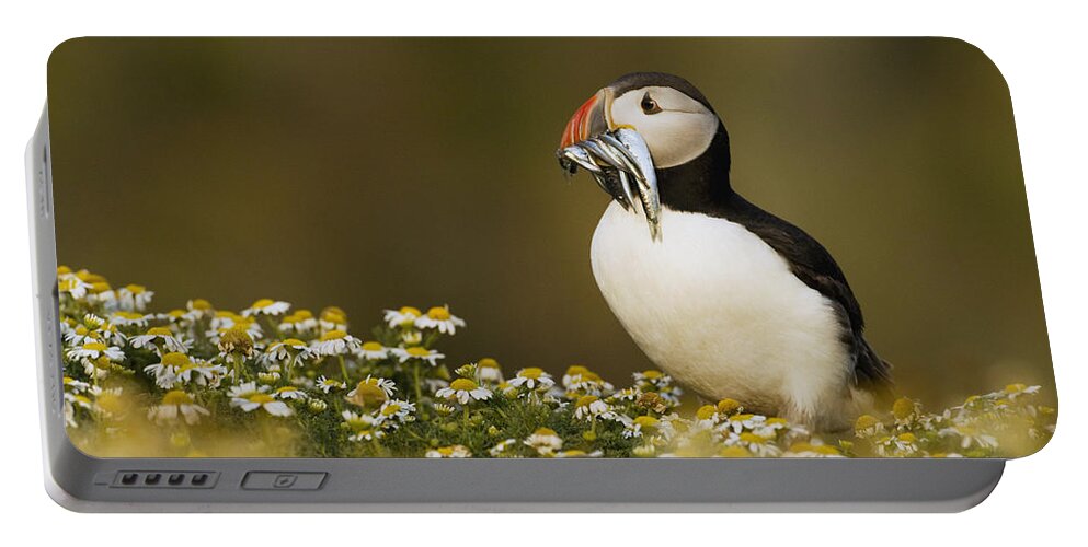 Sebastian Kennerknecht Portable Battery Charger featuring the photograph Atlantic Puffin Carrying Fish Skomer by Sebastian Kennerknecht