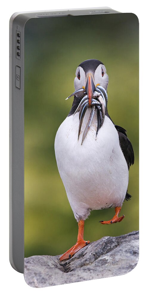 Franka Slothouber Portable Battery Charger featuring the photograph Atlantic Puffin Carrying Greater Sand by Franka Slothouber