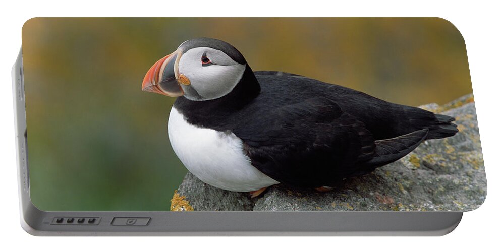 Mp Portable Battery Charger featuring the photograph Atlantic Puffin In Breeding Colors #1 by Yva Momatiuk and John Eastcott