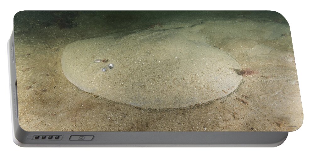 Atlantic Torpedo Ray Portable Battery Charger featuring the photograph Atlantic Torpedo by Andrew J. Martinez