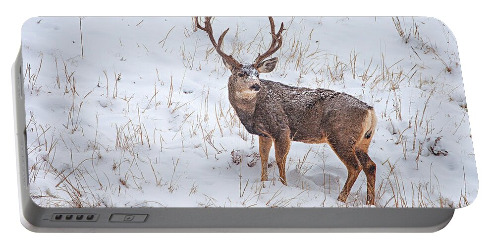 Deer Portable Battery Charger featuring the photograph Atypical Buck by Darren White