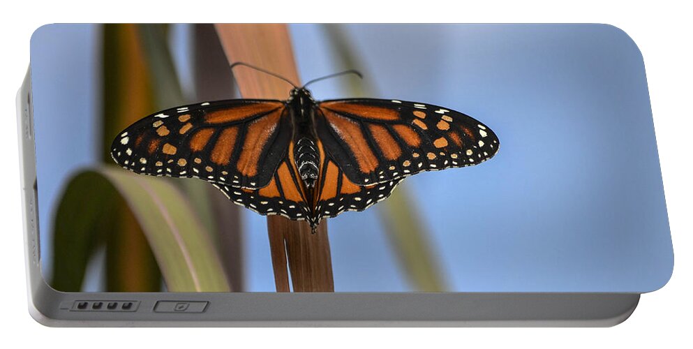 Butterfly- Viceroy-- On Pampas Grass- Limited Edition 2 Of 10 Butterfly On Grass- Autumn Colors- Butterfly In Blue- Bright Orange- Viceroy(art-photography Images By Rae Ann M. Garrett- Raeann Garrett) Portable Battery Charger featuring the photograph Autumn Beauty- limited edition 3 of 10 by Rae Ann M Garrett