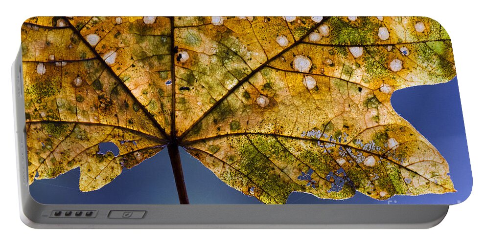 Leaf Portable Battery Charger featuring the photograph Autumn Leaves 3 by Bob Christopher