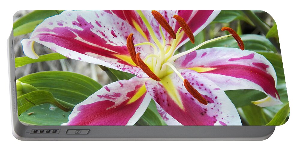 Lily Portable Battery Charger featuring the photograph Awakening Asiatic Lily by Steven Huszar