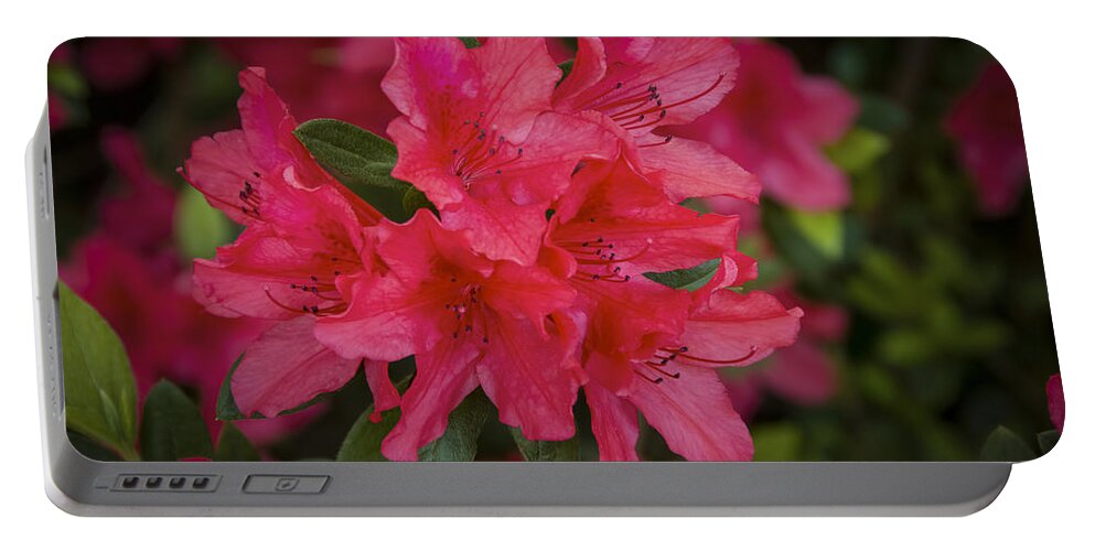 April Portable Battery Charger featuring the photograph Azaleas 1 by Penny Lisowski
