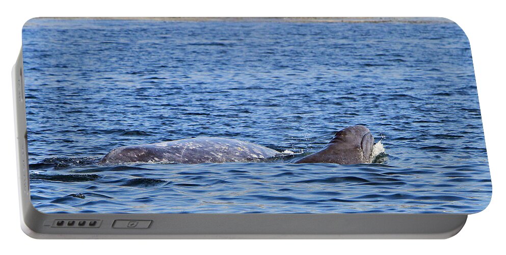 Baby Grey Whale Portable Battery Charger featuring the photograph Baby and Mother by Shoal Hollingsworth