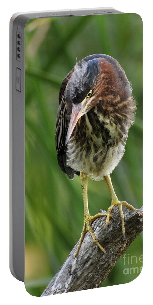 Heron Portable Battery Charger featuring the photograph Baby Greenbacked Heron by Kathy Baccari
