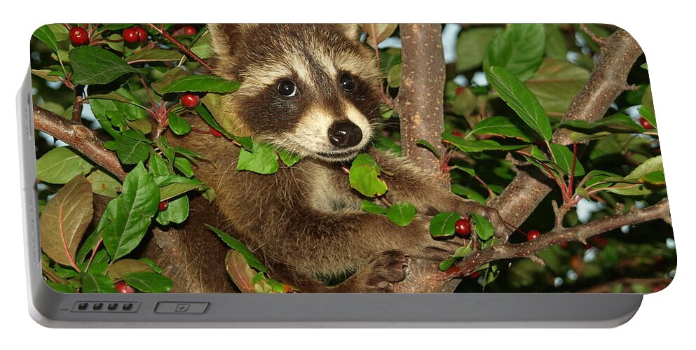 James Peterson Nature Photography Portable Battery Charger featuring the photograph Baby Raccoon by James Peterson