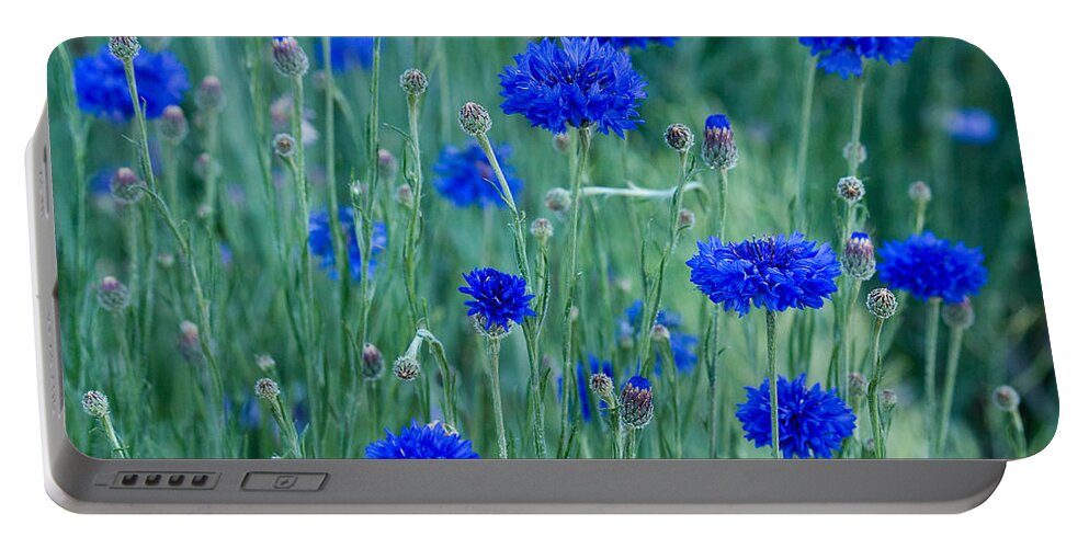 Flowers Portable Battery Charger featuring the photograph Bachelor Buttons by Lisa Chorny
