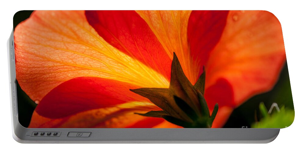 Flower Portable Battery Charger featuring the photograph Back Lit by Dale Powell