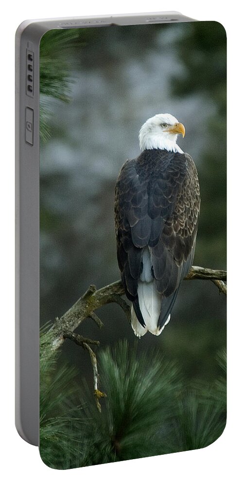 Bald Eagle Portable Battery Charger featuring the photograph Bald Eagle in Tree by Paul DeRocker