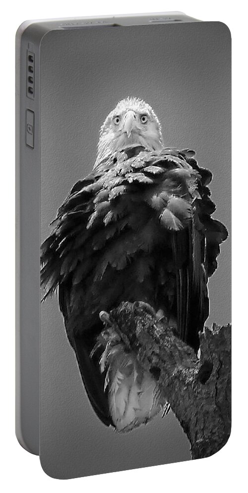 Bald Portable Battery Charger featuring the photograph Bald Eagle Stare B W by Jemmy Archer