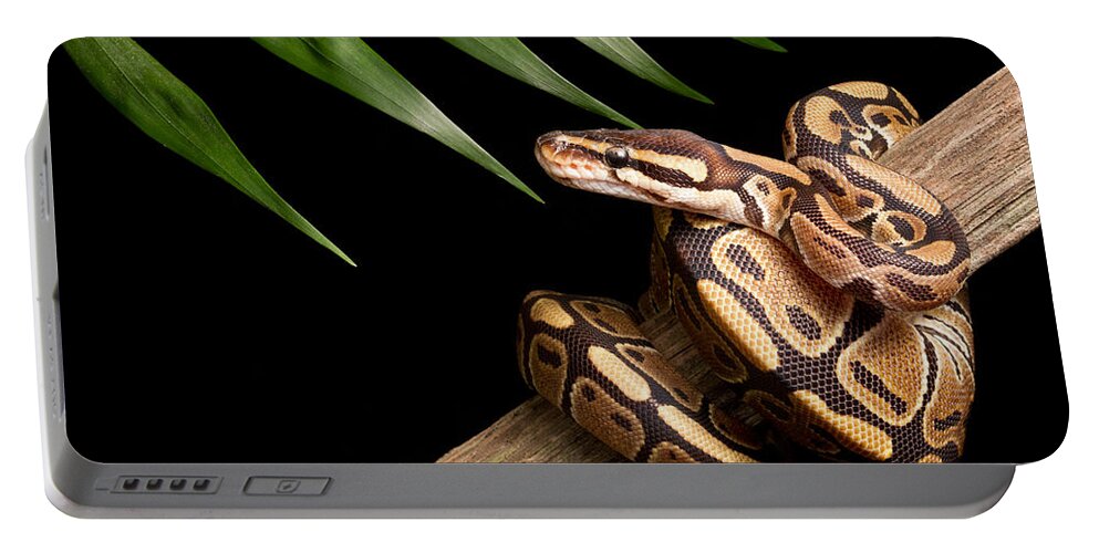 Ball Python Portable Battery Charger featuring the photograph Ball Python Python Regius On Branch by David Kenny
