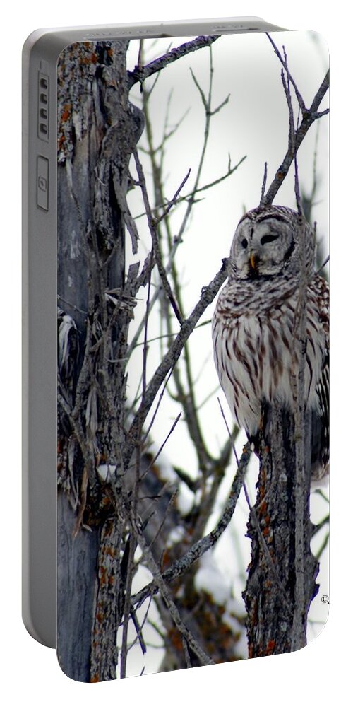 Owl Portable Battery Charger featuring the photograph Barred Owl 2 by Steven Clipperton