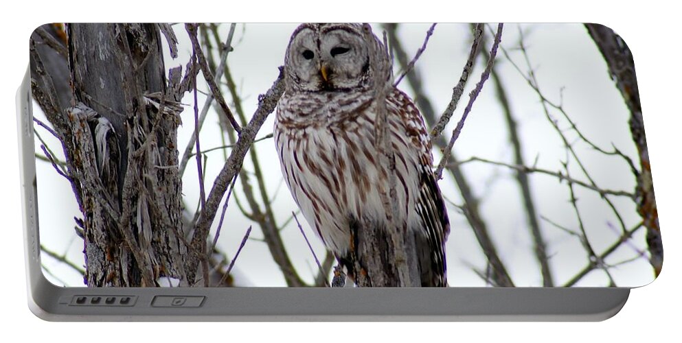 Owl Portable Battery Charger featuring the photograph Barred Owl by Steven Clipperton