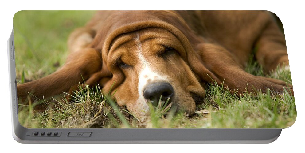 Dog Portable Battery Charger featuring the photograph Basset Hound Sleeping by Jean-Michel Labat
