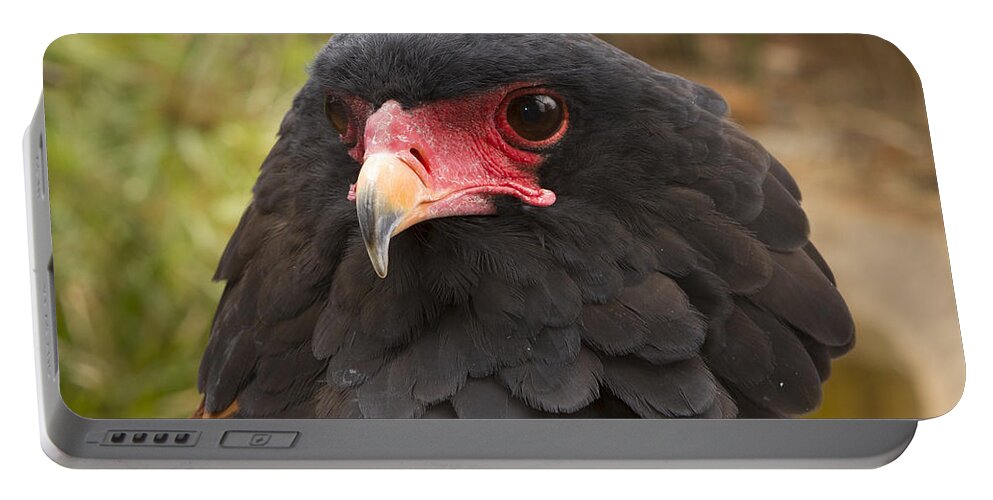 Feb0514 Portable Battery Charger featuring the photograph Bateleur Eagle Zimbabwe by Michael Durham