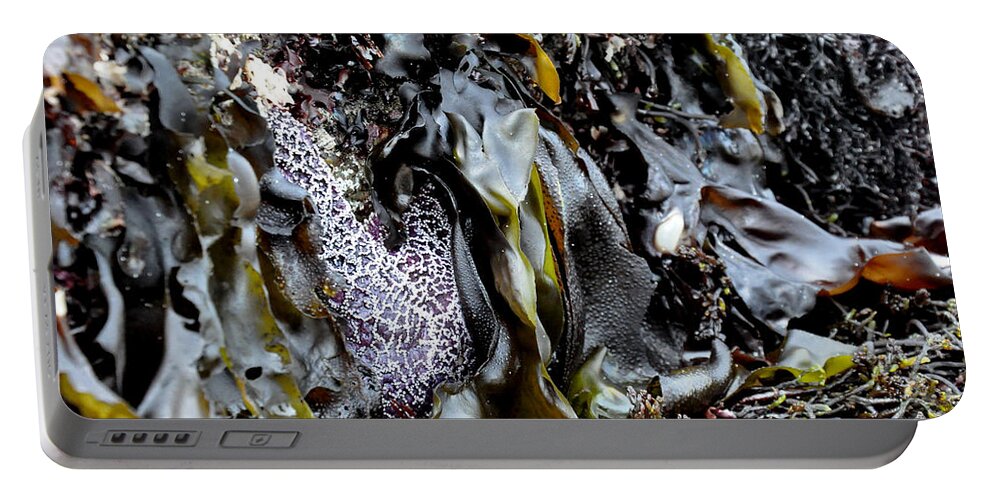 Beach Portable Battery Charger featuring the photograph Beach Treasures 2 by Tatyana Searcy