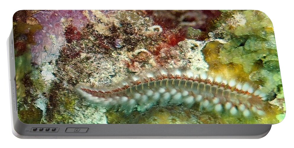 Nature Portable Battery Charger featuring the photograph Bearded Fireworm on Rainbow Coral by Amy McDaniel
