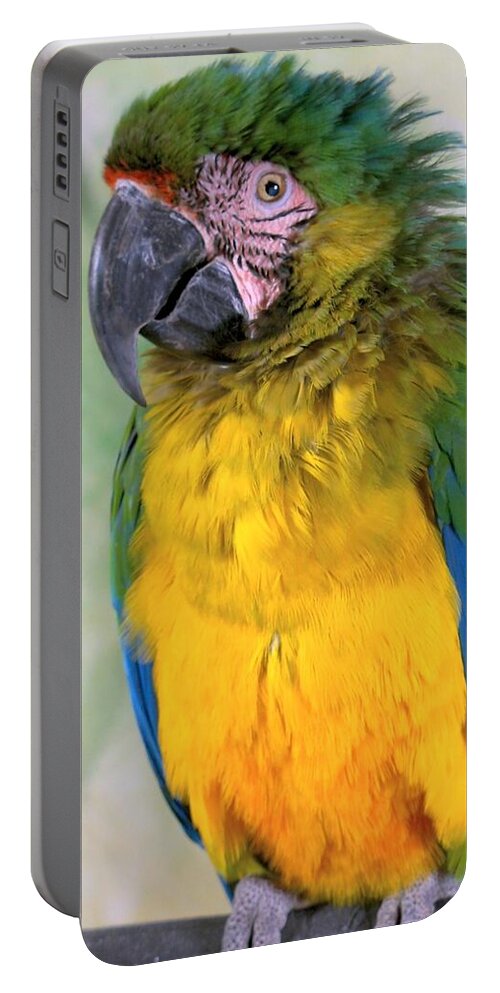 Colorful Portable Battery Charger featuring the photograph Beautiful Molly by Lingfai Leung