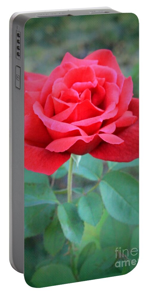 Rose Portable Battery Charger featuring the photograph Beautiful Morning Rose by Jennifer E Doll