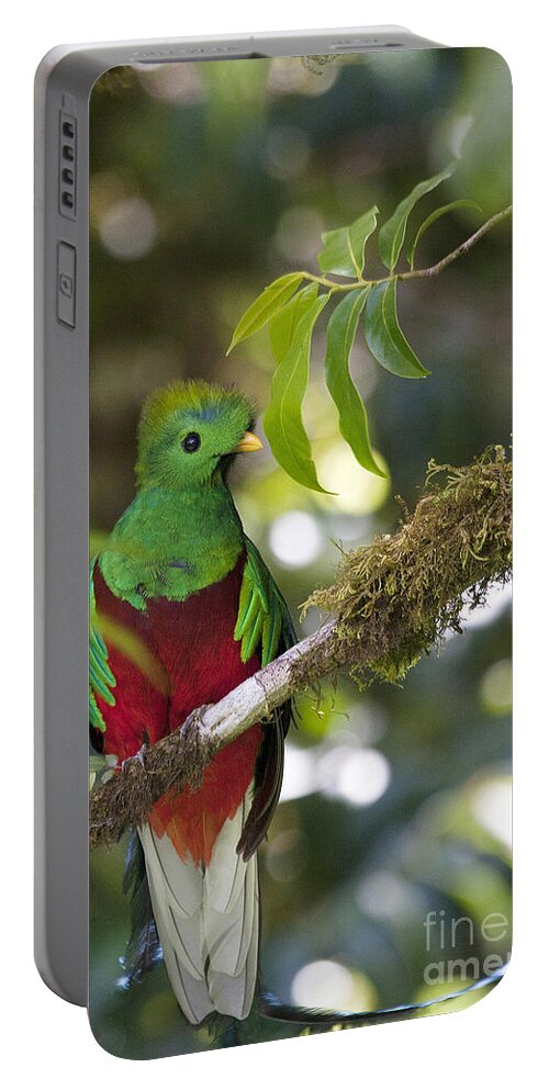Bird Portable Battery Charger featuring the photograph Beautiful Quetzal 1 by Heiko Koehrer-Wagner
