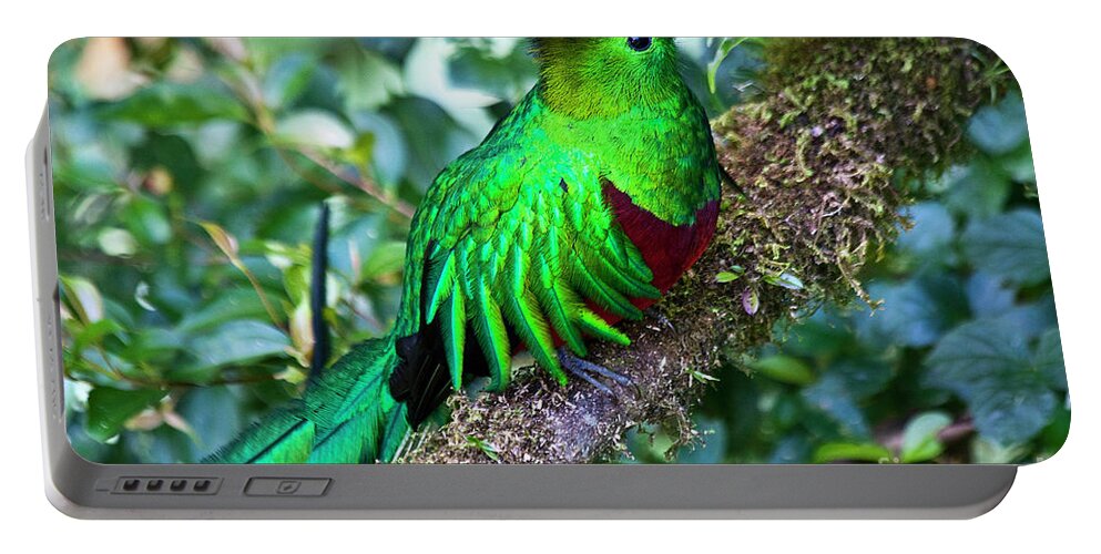 Bird Portable Battery Charger featuring the photograph Beautiful Quetzal 2 by Heiko Koehrer-Wagner