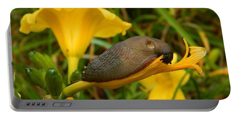 Slug Portable Battery Charger featuring the photograph Beautiful Slug by Gallery Of Hope 