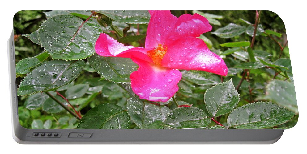 Flower Portable Battery Charger featuring the photograph Beauty After The Rain by Felix Zapata