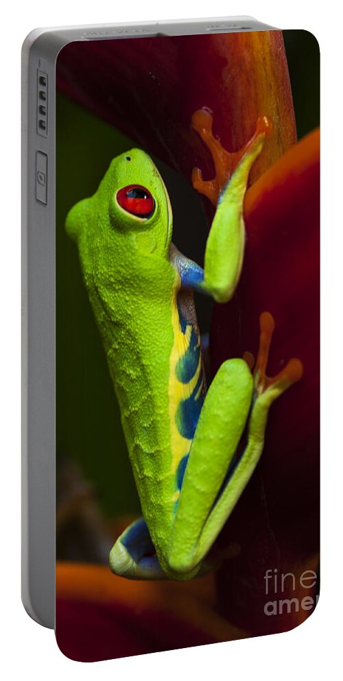 Frog Portable Battery Charger featuring the photograph Beauty Of Tree Frogs Costa Rica 9 by Bob Christopher