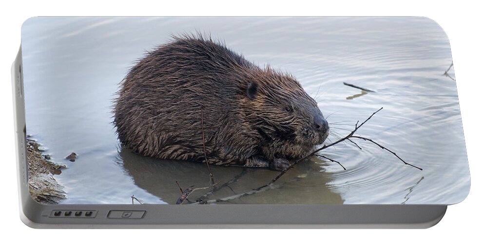 Beaver Portable Battery Charger featuring the photograph Beaver Chewing On Twig by Flees Photos